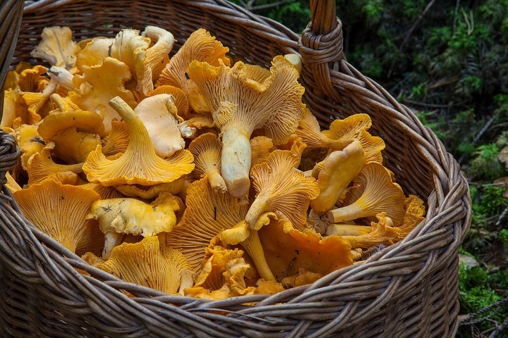 Съедобные осенние грибы: названия, внешний вид, места произрастания